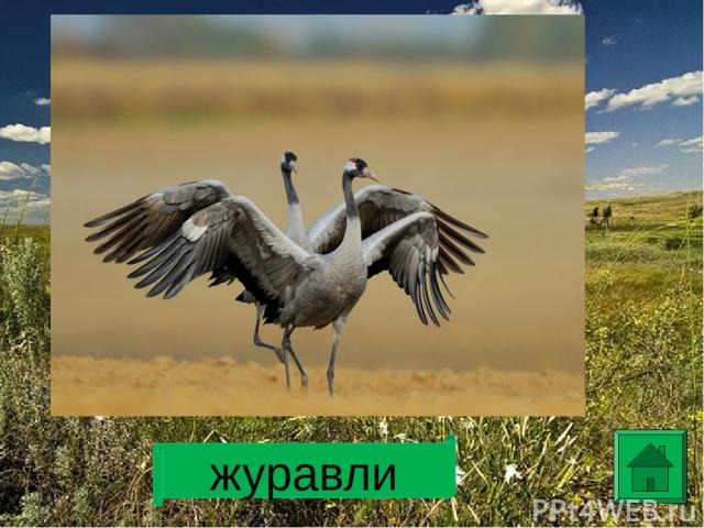 http://bestforce.skeeks.com/gdefon/download/site/bestforce/id/406567/name/zhiraf_yazyk/ http://sv-osterburken.de/11/funny-animal-eating http://you-planet.ru/?page_id=783 http://www.birdsmaryno.msk.ru/images/birds/Mariyno%20birds/im-94big.jpg http://…