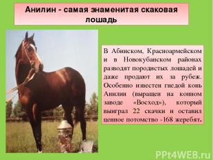 В Абинском, Красноармейском и в Новокубанском районах разводят породистых лошаде