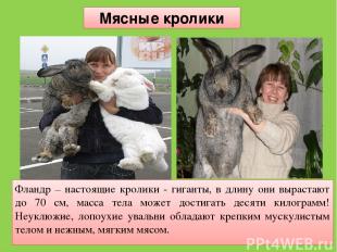 Фландр – настоящие кролики - гиганты, в длину они вырастают до 70 см, масса тела