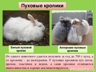 От одного животного удается получить за год до 700 г пуха, а от крольчих – до ки