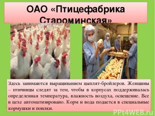 ОАО «Птицефабрика Староминская» Здесь занимаются выращиванием цыплят-бройлеров.