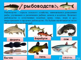 рыбоводство Рыбоводство - отрасль сельского хозяйства, занимающаяся разведением