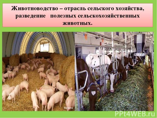 Животноводство – отрасль сельского хозяйства, разведение полезных сельскохозяйственных животных.