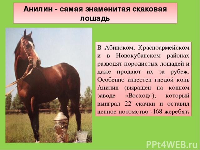 В Абинском, Красноармейском и в Новокубанском районах разводят породистых лошадей и даже продают их за рубеж. Особенно известен гнедой конь Анилин (выращен на конном заводе «Восход»), который выиграл 22 скачки и оставил ценное потомство -168 жеребят…