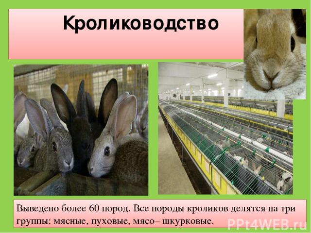 Кролиководство Выведено более 60 пород. Все породы кроликов делятся на три группы: мясные, пуховые, мясо– шкурковые.