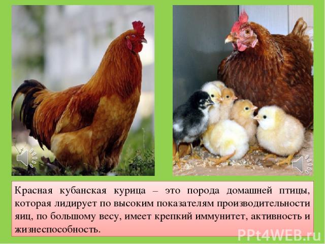 Красная кубанская курица – это порода домашней птицы, которая лидирует по высоким показателям производительности яиц, по большому весу, имеет крепкий иммунитет, активность и жизнеспособность.