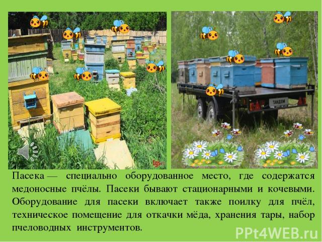 Пасека — специально оборудованное место, где содержатся медоносные пчёлы. Пасеки бывают стационарными и кочевыми. Оборудование для пасеки включает также поилку для пчёл, техническое помещение для откачки мёда, хранения тары, набор пчеловодных инстру…
