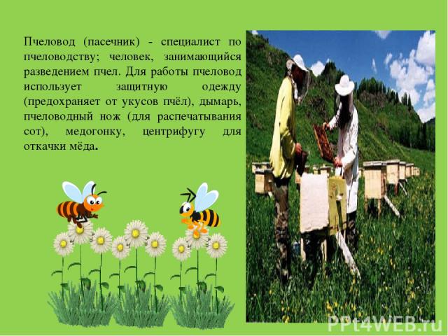 Пчеловод (пасечник) - специалист по пчеловодству; человек, занимающийся разведением пчел. Для работы пчеловод использует защитную одежду (предохраняет от укусов пчёл), дымарь, пчеловодный нож (для распечатывания сот), медогонку, центрифугу для откач…