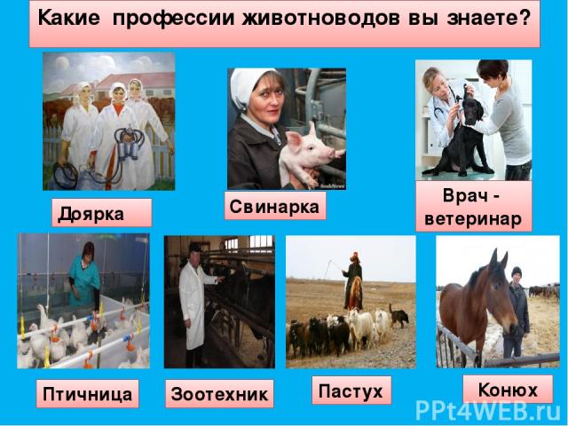 Какие профессии животноводов вы знаете? Доярка Свинарка Врач - ветеринар Птичница Зоотехник Пастух Конюх