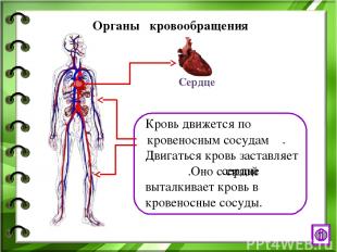 Интернет - ресурсы http://www.ural.ru/gallery/news/people/body/anatomy.jpg челов