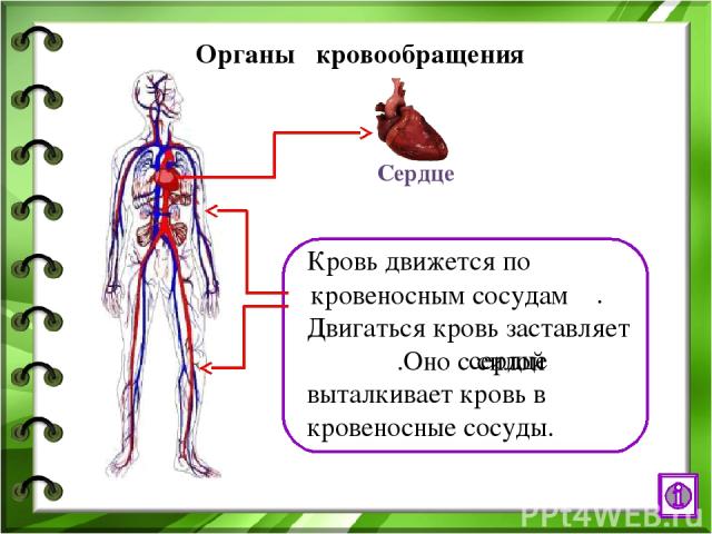 Интернет - ресурсы http://www.ural.ru/gallery/news/people/body/anatomy.jpg человек и его внутренние органы http://kafa-info.com.ua/news_thumbs/knffc15bdd617453af58f6c70facb7dbc41_800.jpg сердце http://noga.taba.ru/fid/aW1hZ2VfbWlkZGxlOjEyNjYxNzgvL2l…