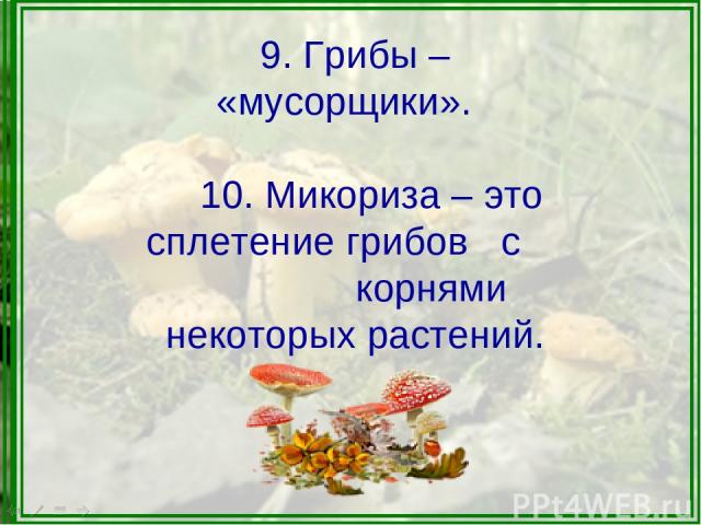 9. Грибы – «мусорщики». 10. Микориза – это сплетение грибов с корнями некоторых растений.