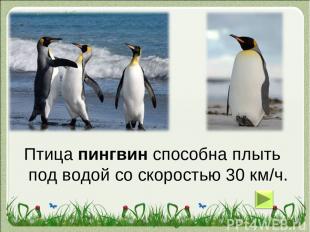 Птица пингвин способна плыть под водой со скоростью 30 км/ч.