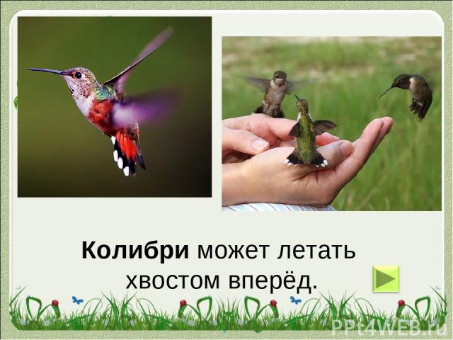 Колибри может летать хвостом вперёд.