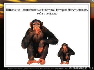 Шимпанзе - единственные животные, которые могут узнавать себя в зеркале. Лазарев