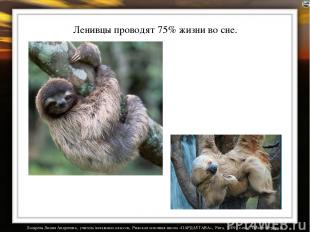 Ленивцы проводят 75% жизни во сне. Лазарева Лидия Андреевна, учитель начальных к