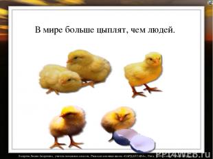 В мире больше цыплят, чем людей. Лазарева Лидия Андреевна, учитель начальных кла