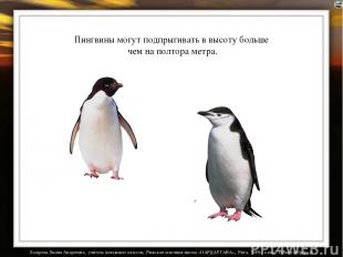 Пингвины могут подпрыгивать в высоту больше чем на полтора метра. Лазарева Лидия