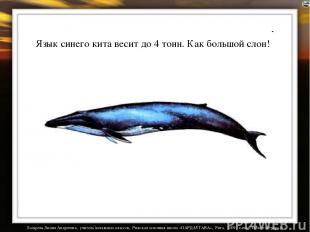 Язык синего кита весит до 4 тонн. Как большой слон! Лазарева Лидия Андреевна, уч