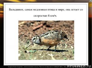 Вальдшнеп, самая медленная птица в мире, она летает со скоростью 8 км/ч. Лазарев