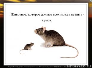 Животное, которое дольше всех может не пить - крыса. Лазарева Лидия Андреевна, у