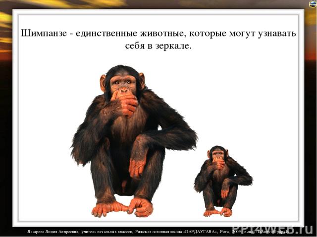 Шимпанзе - единственные животные, которые могут узнавать себя в зеркале. Лазарева Лидия Андреевна, учитель начальных классов, Рижская основная школа «ПАРДАУГАВА», Рига, 2009, e-mail: lazareva@pdps.lv
