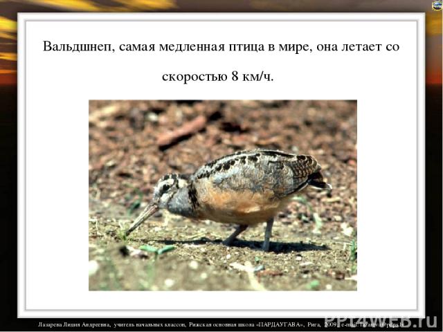 Вальдшнеп, самая медленная птица в мире, она летает со скоростью 8 км/ч. Лазарева Лидия Андреевна, учитель начальных классов, Рижская основная школа «ПАРДАУГАВА», Рига, 2009, e-mail: lazareva@pdps.lv