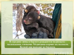 В середине зимы в берлоге рождаются медвежата - маленькими, слепыми. Медведица к