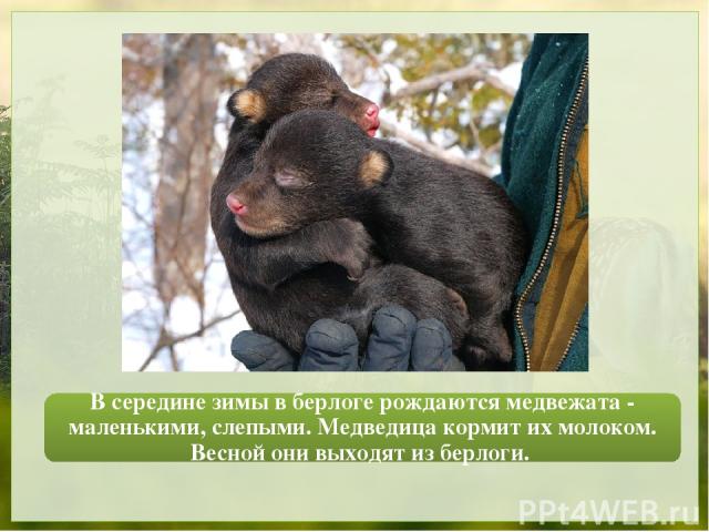 В середине зимы в берлоге рождаются медвежата - маленькими, слепыми. Медведица кормит их молоком. Весной они выходят из берлоги.