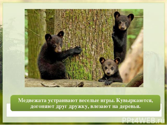 Медвежата устраивают веселые игры. Кувыркаются, догоняют друг дружку, влезают на деревья.