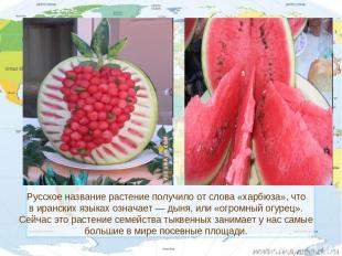Русское название растение получило от слова «харбюза», что в иранских языках озн