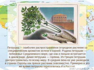 Петрушка — наиболее распространенное огородное растение со специфическим аромато