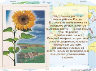 Подсолнечник растет во многих районах России. Его соцветие очень похоже на мален