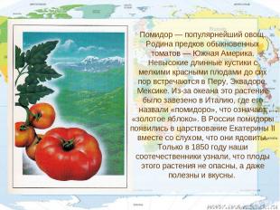 Помидор — популярнейший овощ. Родина предков обыкновенных томатов — Южная Америк