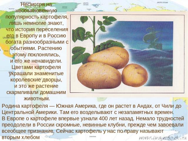 Несмотря на необыкновенную популярность картофеля, лишь немногие знают, что история переселения его в Европу и в Россию богата разнообразными с обытиями. Растению этому поклонялись, и его же ненавидели. Цветами картофеля украшали знаменитые королевс…