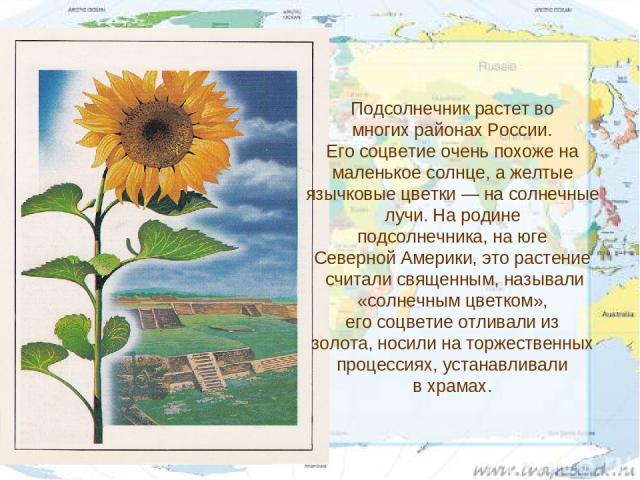 Подсолнечник растет во многих районах России. Его соцветие очень похоже на маленькое солнце, а желтые язычковые цветки — на солнечные лучи. На родине подсолнечника, на юге Северной Америки, это растение считали священным, называли «солнечным цветком…