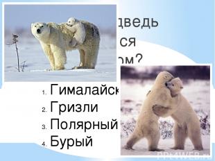Какой медведь является хищником? Гималайский Гризли Полярный (белый) Бурый