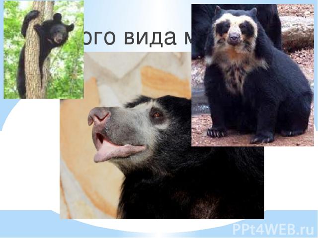 1. Губач 2. Очковый 3. Чёрный 4. Ушастый Какого вида медведей не существует?