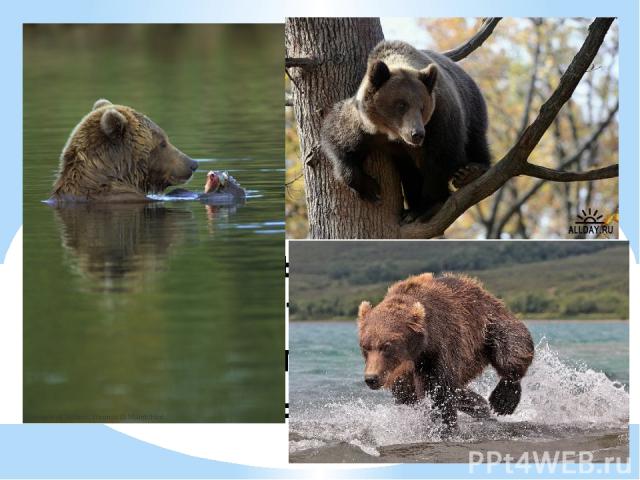 1. Лазать по деревьям 2. Плавать 3. Нырять 4. Бегать Что не любит делать бурый медведь?