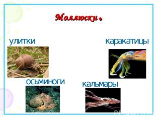 Моллюски. улитки кальмары каракатицы осьминоги