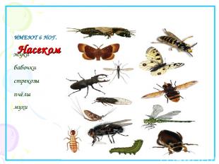 Насекомые . ИМЕЮТ 6 НОГ. жуки бабочки стрекозы пчёлы мухи