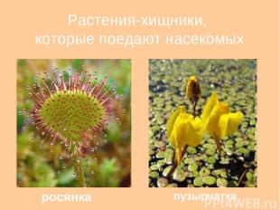 Растения-хищники, которые поедают насекомых росянка пузырчатка