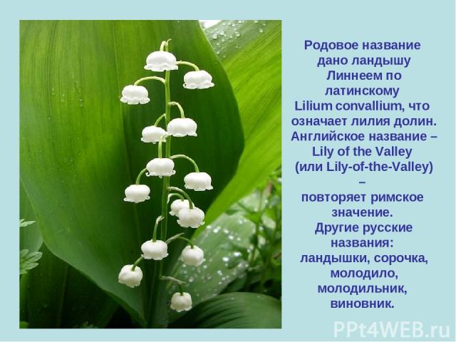 Родовое название дано ландышу Линнеем по латинскому Lilium convallium, что означает лилия долин. Английское название – Lily of the Valley (или Lily-of-the-Valley) – повторяет римское значение. Другие русские названия: ландышки, сорочка, молодило, мо…