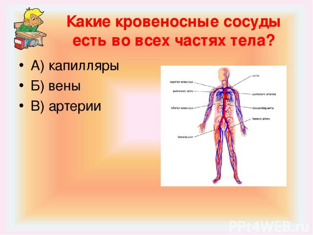 Какие кровеносные сосуды есть во всех частях тела? А) капилляры Б) вены В) артерии