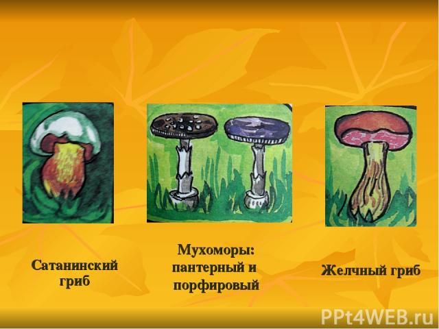 Сатанинский гриб Желчный гриб Мухоморы: пантерный и порфировый