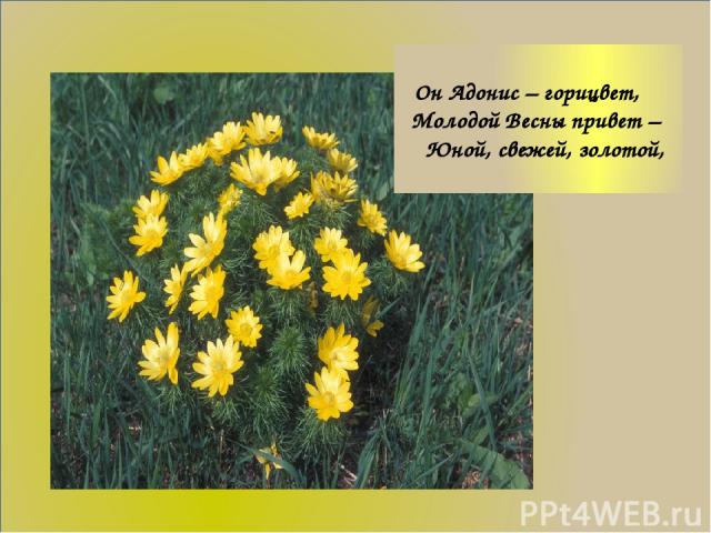 Он Адонис – горицвет, Молодой Весны привет – Юной, свежей, золотой,