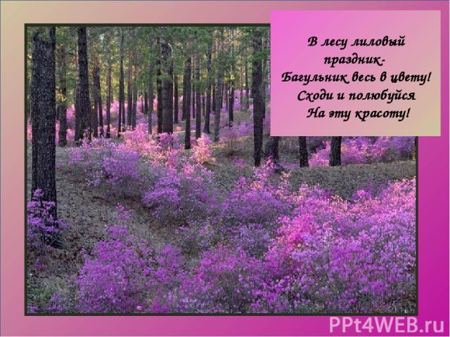 В лесу лиловый праздник- Багульник весь в цвету! Сходи и полюбуйся На эту красоту!