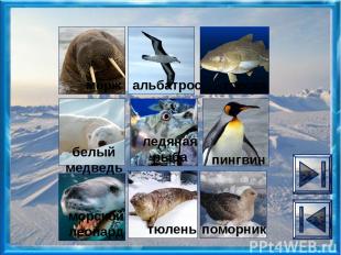 Интернет-источники http://www.mir-igrushki.ru/category/schleich/all белый медвед