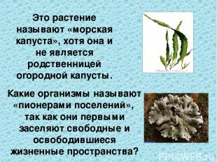 Это растение называют «морская капуста», хотя она и не является родственницей ог