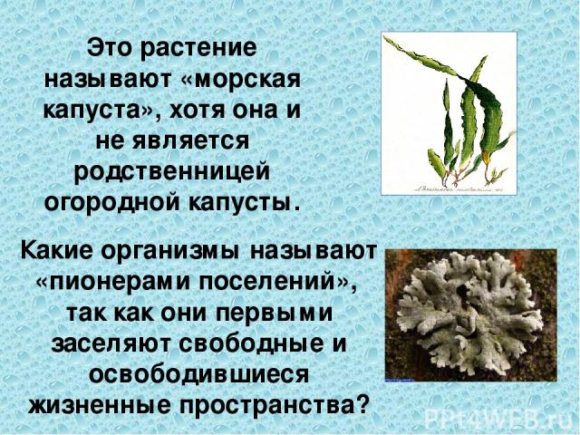 Это растение называют «морская капуста», хотя она и не является родственницей огородной капусты. Какие организмы называют «пионерами поселений», так как они первыми заселяют свободные и освободившиеся жизненные пространства?